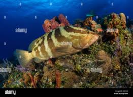 Image result for Epinephelus striatus