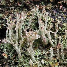 Attēlu rezultāti vaicājumam “Cladonia squamosa”