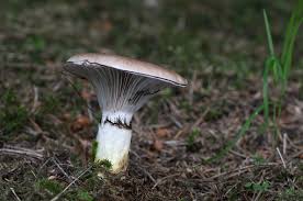 Attēlu rezultāti vaicājumam “Gomphidius glutinosus”