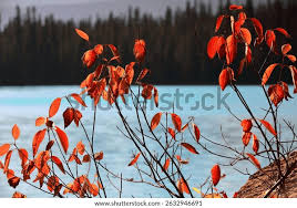 Attēlu rezultāti vaicājumam “Populus x jackii flower”