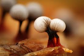 Attēlu rezultāti vaicājumam “Willkommlangea reticulata plasmodium”