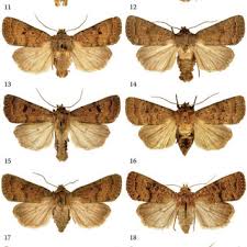 Attēlu rezultāti vaicājumam “Hoplodrina octogenaria”