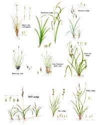 Attēlu rezultāti vaicājumam “Carex dioica male flower”