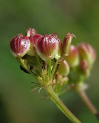 Attēlu rezultāti vaicājumam “Peucedanum oreoselinum flower”