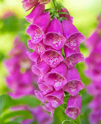 Attēlu rezultāti vaicājumam “Digitalis purpurea flower”