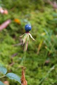 Attēlu rezultāti vaicājumam “Paris quadrifolia fruit”