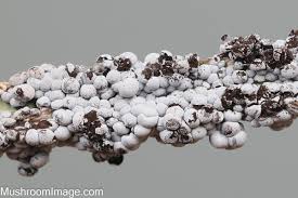 Attēlu rezultāti vaicājumam “Diderma globosum”