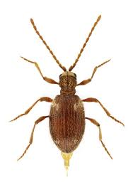 Attēlu rezultāti vaicājumam “Ptinus sp. female”