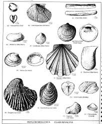 Attēlu rezultāti vaicājumam “Mollusca”