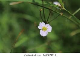 Attēlu rezultāti vaicājumam “Alisma gramineum flower”