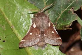 Attēlu rezultāti vaicājumam “Eriogaster lanestris”