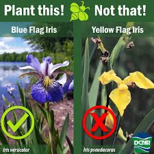 Attēlu rezultāti vaicājumam “Iris pseudacorus fruit”