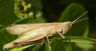 Attēlu rezultāti vaicājumam “Chrysochraon dispar”