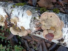 Attēlu rezultāti vaicājumam “Trametes suaveolens”