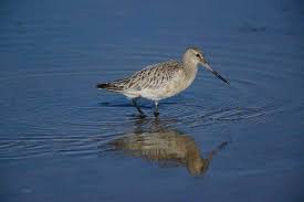 Attēlu rezultāti vaicājumam “Limosa lapponica adult”