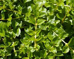 Attēlu rezultāti vaicājumam “Lysimachia nummularia leaf”