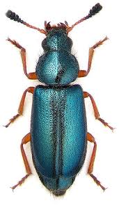 Attēlu rezultāti vaicājumam “Cleridae”