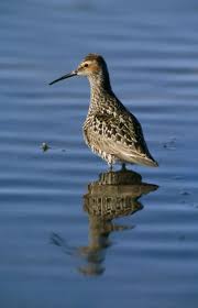 Image result for Calidris himantopus