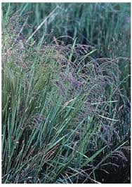 Attēlu rezultāti vaicājumam “Glyceria striata”
