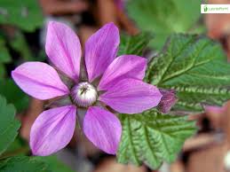 Attēlu rezultāti vaicājumam “Rubus arcticus flower”