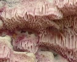 Attēlu rezultāti vaicājumam “Ceriporia excelsa”