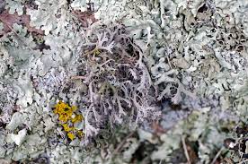 Attēlu rezultāti vaicājumam “Anaptychia ciliaris”