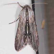 Attēlu rezultāti vaicājumam “Cucullia fraudatrix”