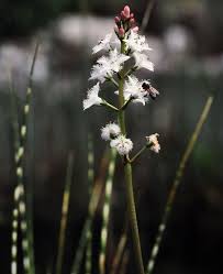 Attēlu rezultāti vaicājumam “Menyanthes trifoliata leaf”