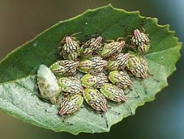 Attēlu rezultāti vaicājumam “Elasmucha grisea imago”