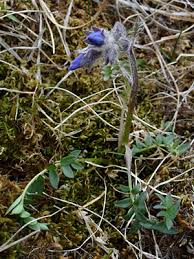 Attēlu rezultāti vaicājumam “Polemonium caeruleum bud”