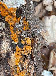 Attēlu rezultāti vaicājumam “Phlebia radiata”