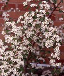Attēlu rezultāti vaicājumam “Cotoneaster multiflorus leaf”