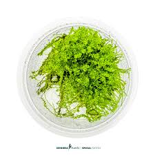 Attēlu rezultāti vaicājumam “Plagiomnium affine”