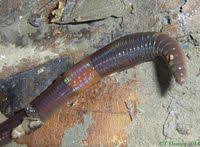 Attēlu rezultāti vaicājumam “Lumbricus terrestris”