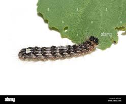 Attēlu rezultāti vaicājumam “Acronicta megacephala”