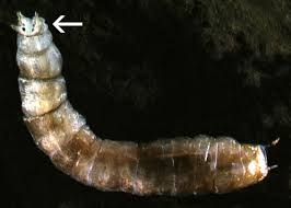 Attēlu rezultāti vaicājumam “Hadula trifolii larva”