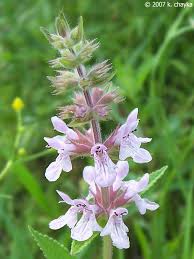 Attēlu rezultāti vaicājumam “Stachys palustris flower”