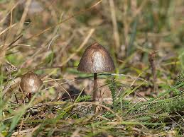 Attēlu rezultāti vaicājumam “Panaeolus papilionaceus”