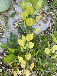 Attēlu rezultāti vaicājumam “Thlaspi arvense”