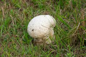 Attēlu rezultāti vaicājumam “Calvatia utriformis”