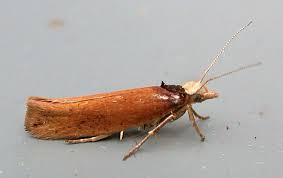 Attēlu rezultāti vaicājumam “Ypsolopha parenthesella”