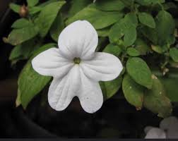 Image result for Browallia speciosa