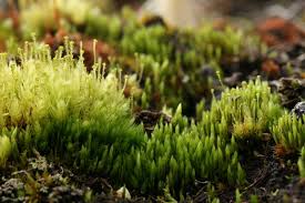 Attēlu rezultāti vaicājumam “Aulacomnium”