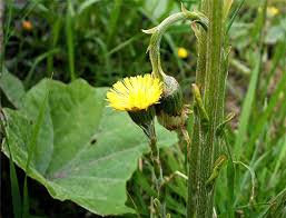 Attēlu rezultāti vaicājumam “Tussilago farfara leaf”