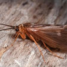 Attēlu rezultāti vaicājumam “Potamophylax”