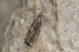 Attēlu rezultāti vaicājumam “Dichrorampha simpliciana”