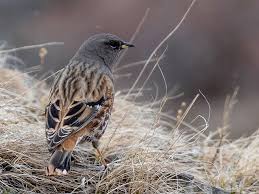 Image result for Prunella collaris