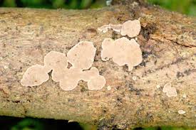 Attēlu rezultāti vaicājumam “Rhodonia placenta”