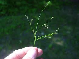 Attēlu rezultāti vaicājumam “Juncus nastanthus”