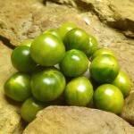 Afbeeldingsresultaat voor grubbs mystery green tomato